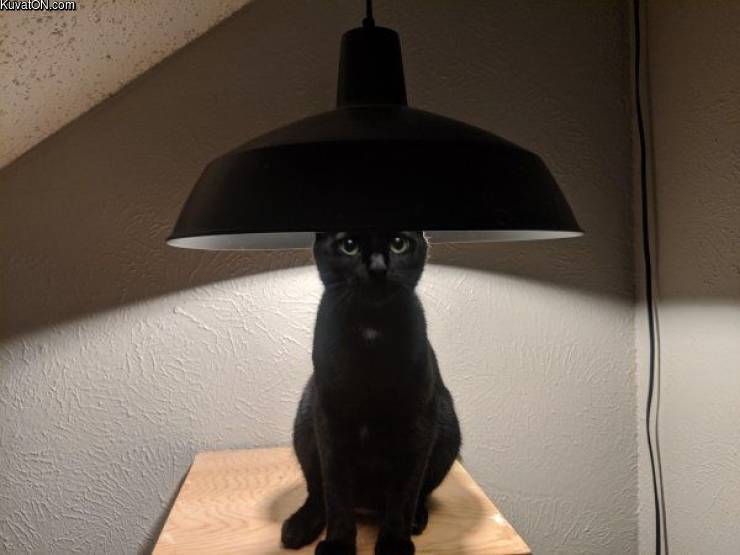 lampcat.jpg