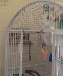 larry_the_cockatoos_workout_routine.gif
