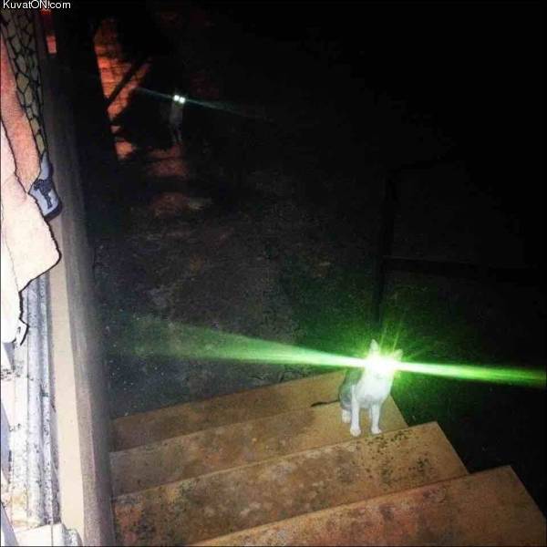 lasercat.jpg