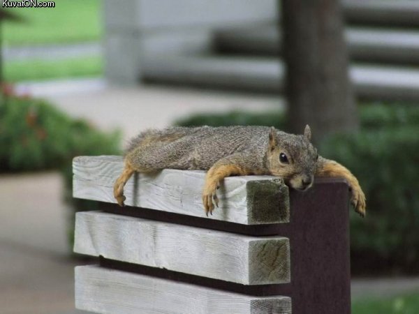 lazy_squirrel.jpg
