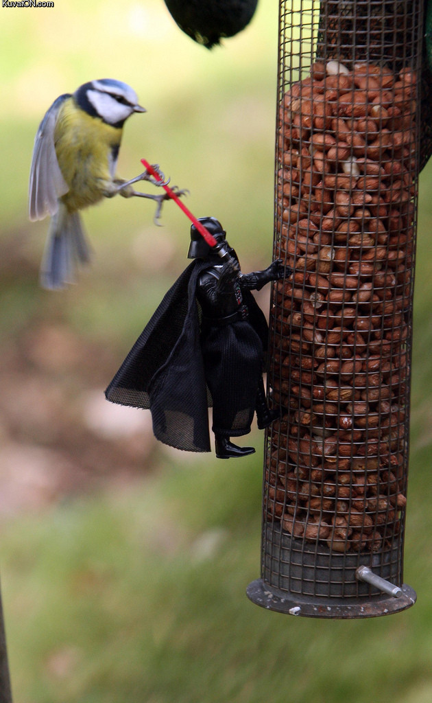 leave_my_feeder_alone_bird_darth_vader.jpg