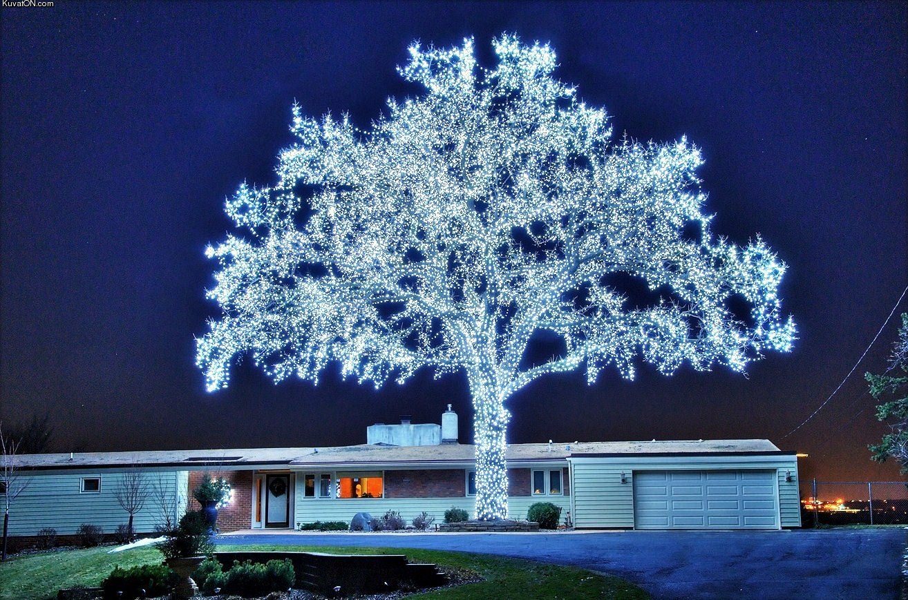 led_tree.jpg