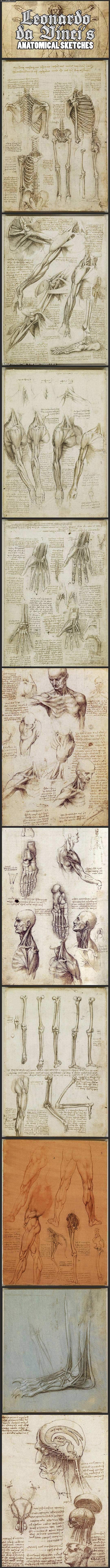 leonardo_da_vinci_s_original_anatomical_sketches.jpg
