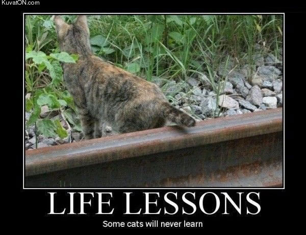 life_lessons_cat.jpg