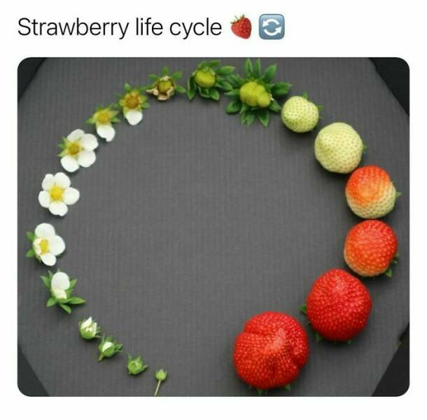 lifecycle.jpg