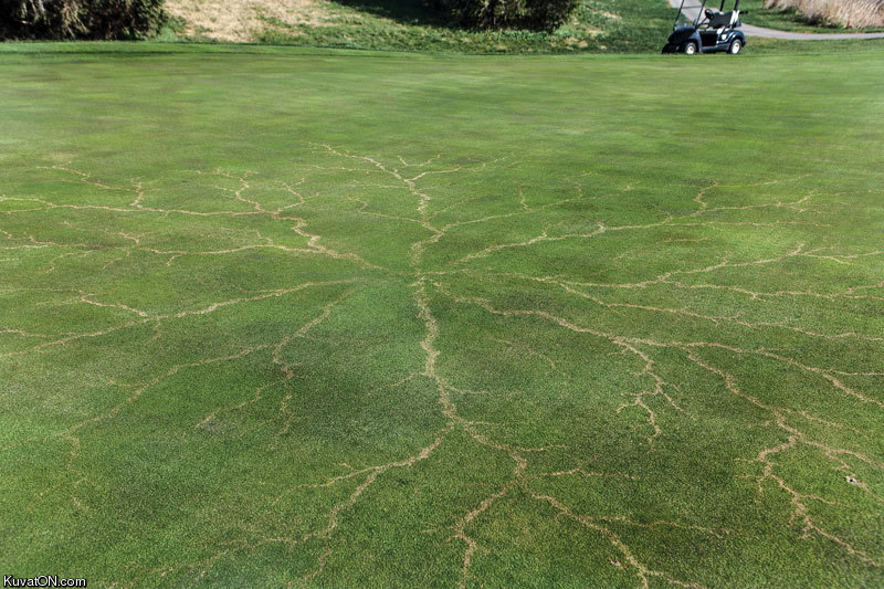 lightning_strikes_a_fairway.jpg