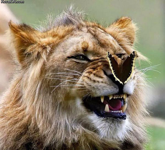 lion_and_butterfly.jpg