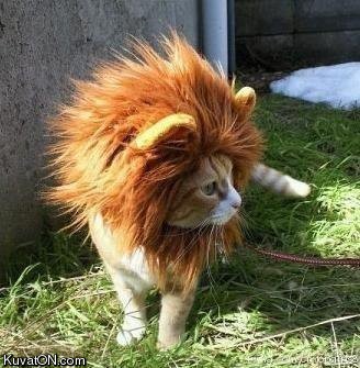 lion_cat.jpg