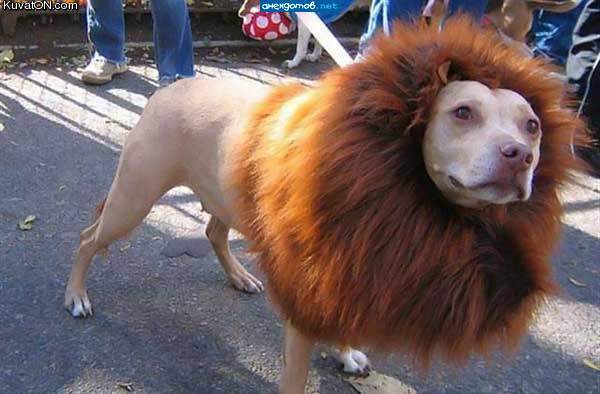 lion_dog.jpg