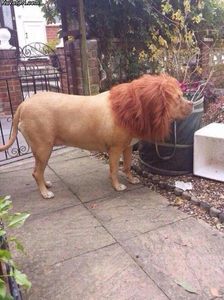 lion_dog_2.jpg