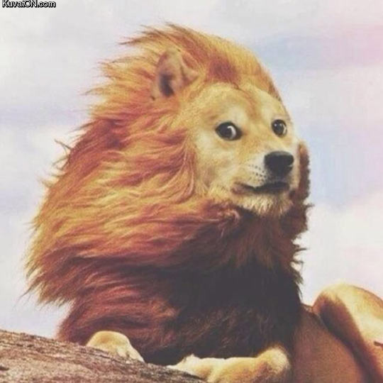 lion_doge.jpg