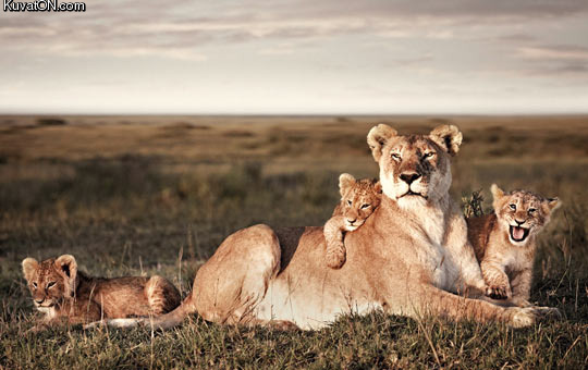 lion_family_portrait.jpg