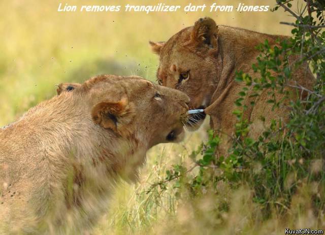 lion_removes_tranquilizer_dart_from_lioness.jpg