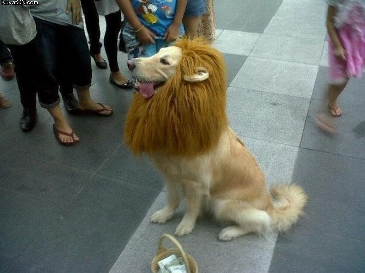 liondog.jpg