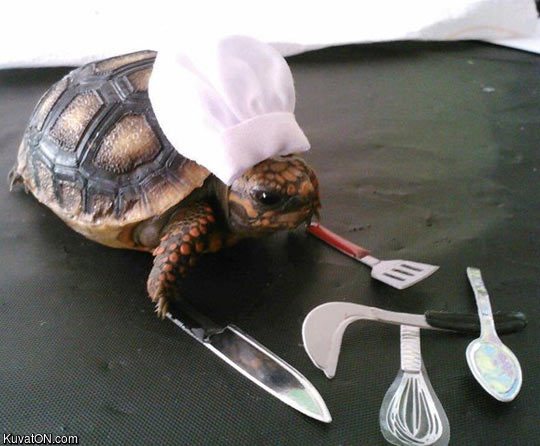 little_slow_cooker.jpg