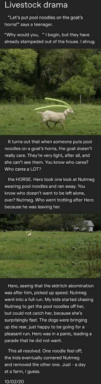livestockdrama.jpg