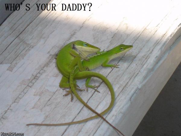 lizard.jpg