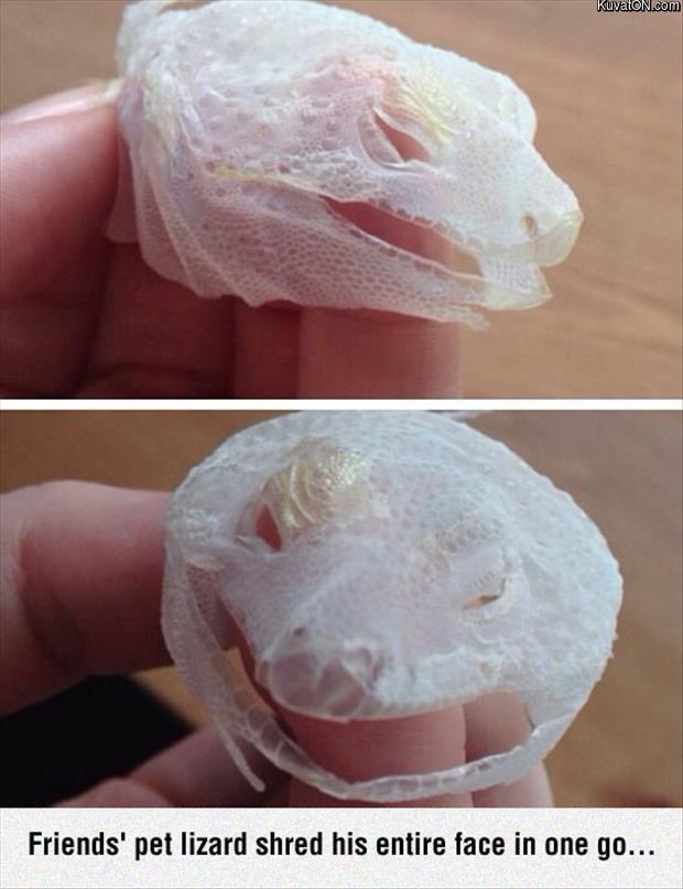 lizard_skin.jpg
