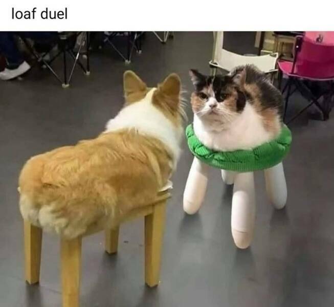 loaf_duel.jpg