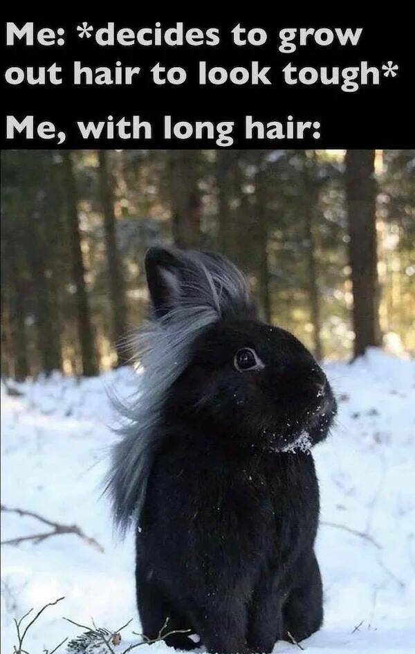 longhair3.jpg