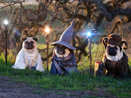lord_of_the_pugs.jpg