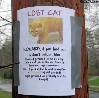 lost_cat.jpg