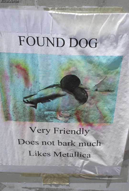 lost_dog_2.jpg