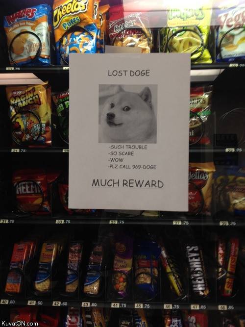 lost_doge.jpg