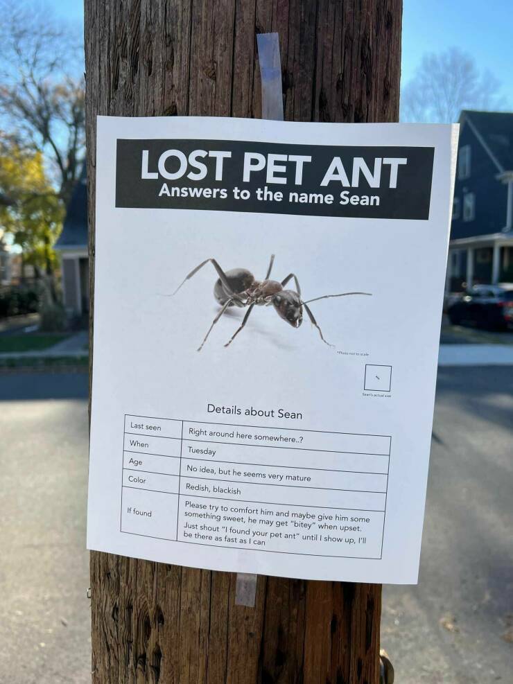lost_pet_ant.jpg
