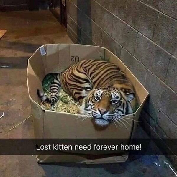 lostkitten.jpg