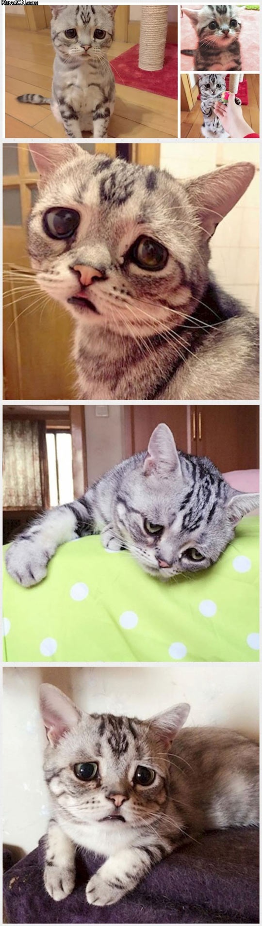 luhu_the_saddest_cat_in_the_world.jpg