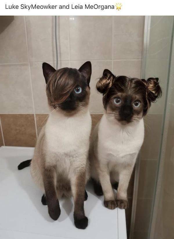 luke_and_leia.jpg