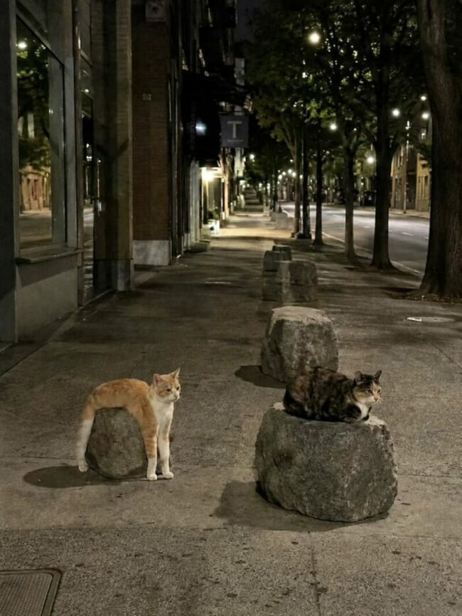löysä_katti.jpg