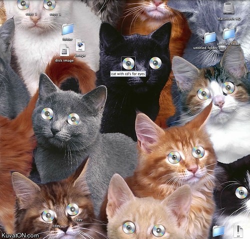 macintosh_cat_desktop.jpg