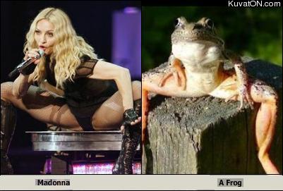 madonna_frog.jpg