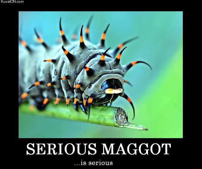 maggot.jpg