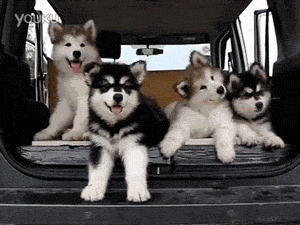malamute_puppies.gif