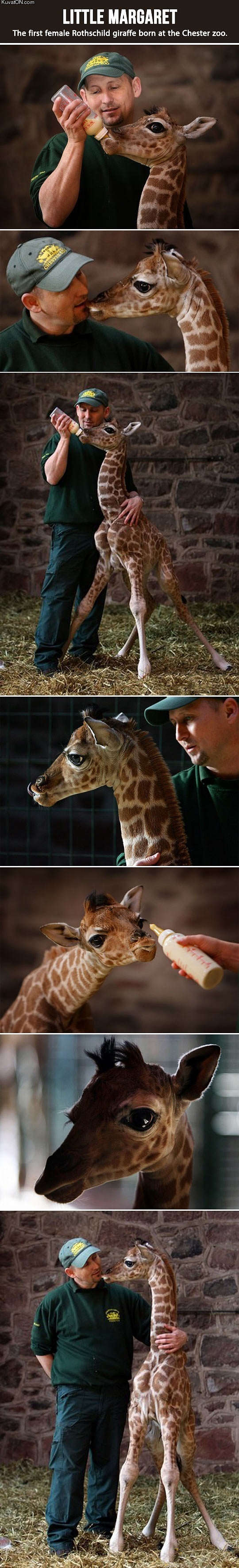 margaret_the_baby_giraffe.jpg