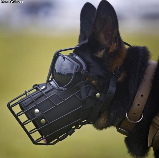 marine_corps_raider_k9.jpg