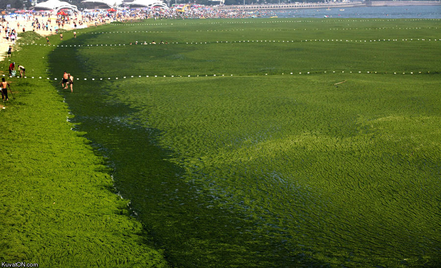 massive_algae_bloom_turns_chinese_coastline_green.jpg