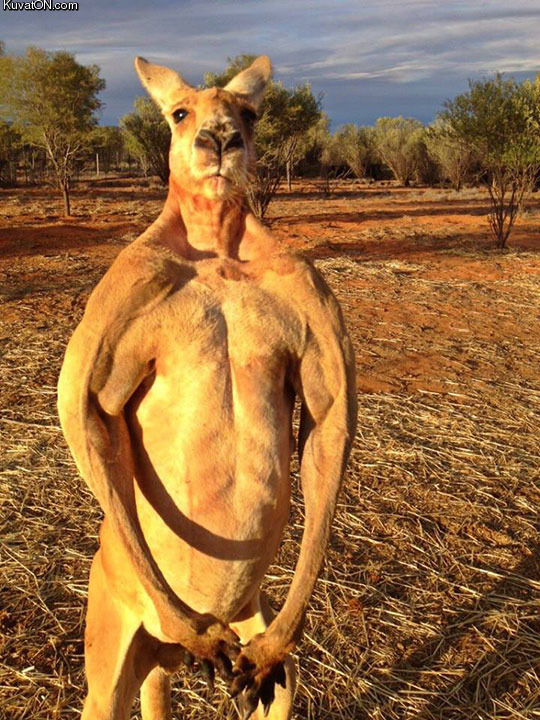 massive_male_red_kangaroo.jpg