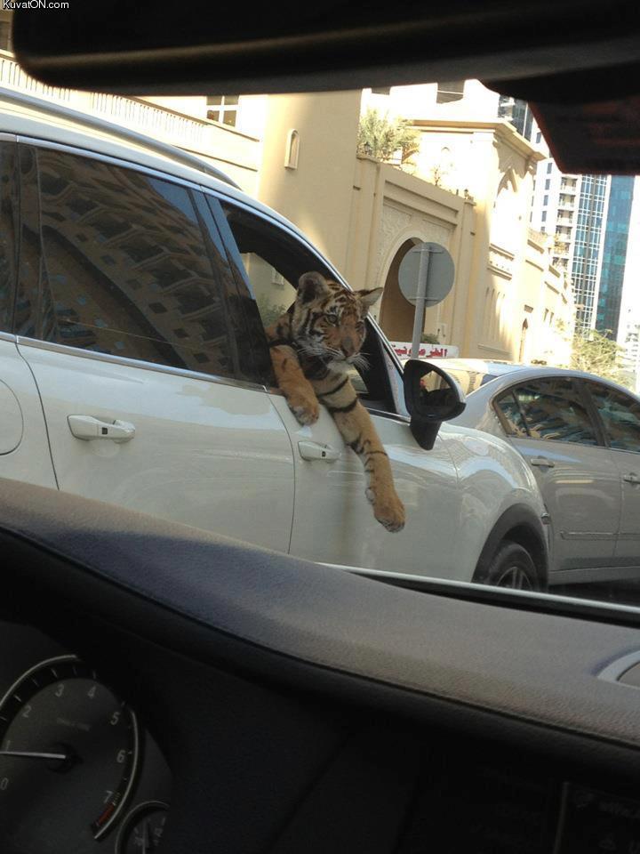 meanwhile_in_dubai.jpg