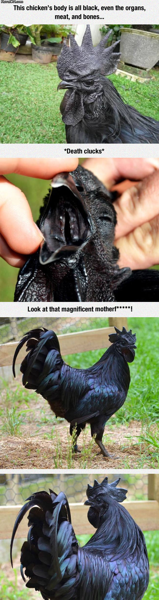 meet_the_kadaknath_the_most_metal_chicken_ever.jpg
