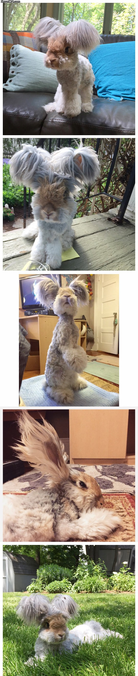meet_wally_the_angora_bunny.jpg