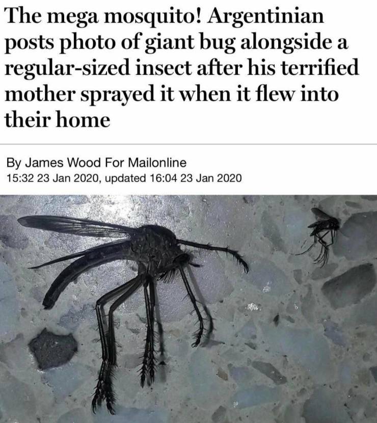 mega_mosquito.jpg