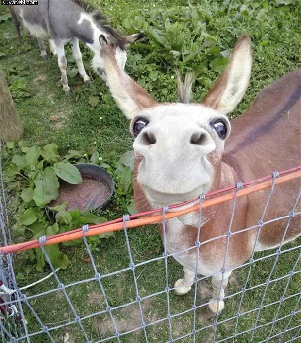 met_this_happy_little_donkey_the_other_day.jpg