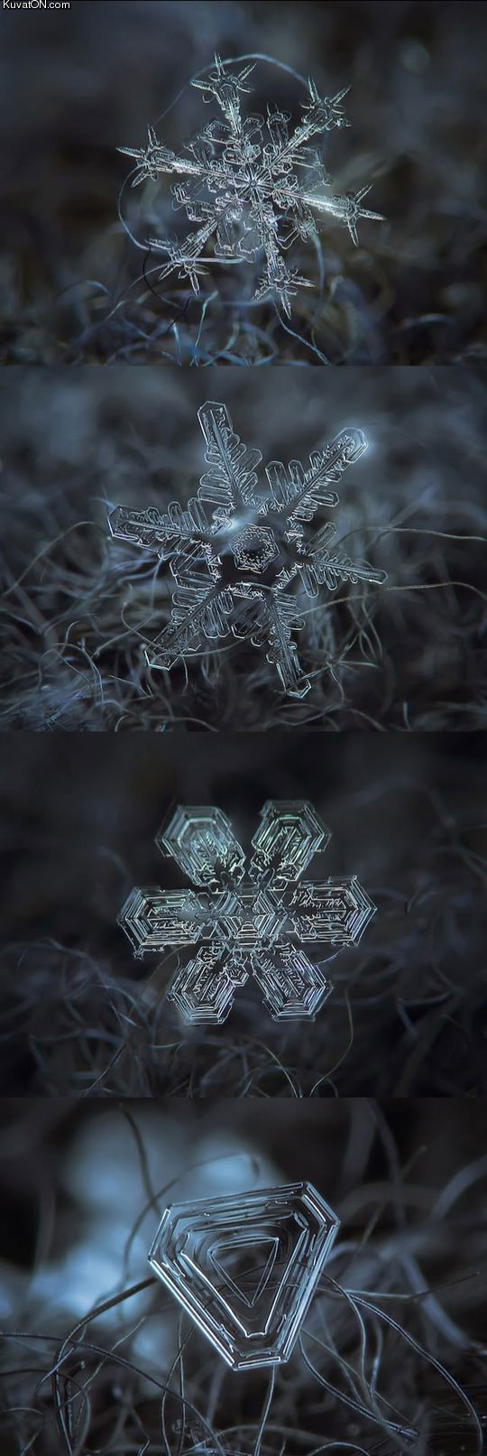 micro_photography_of_individual_snowflakes.jpg