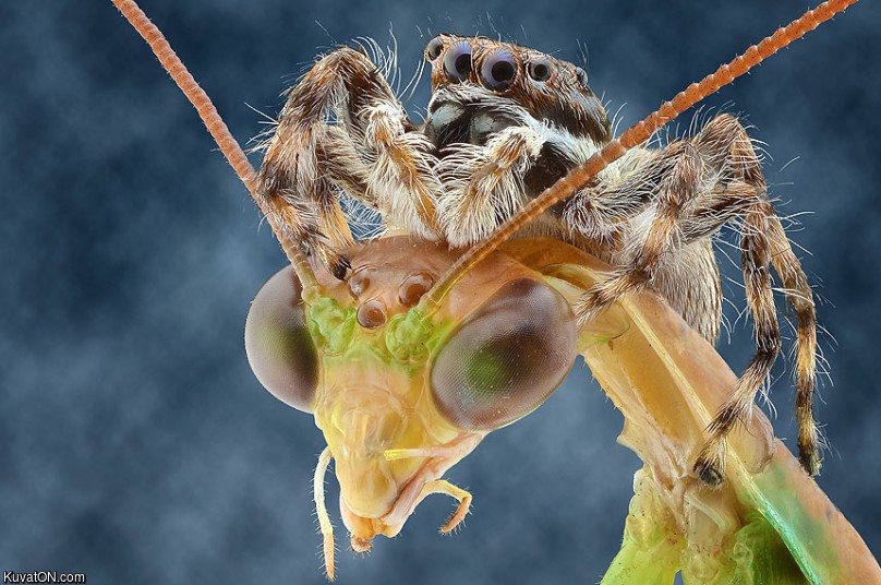 microscope_insects.jpg