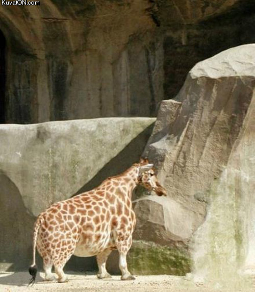 midget_giraffe.jpg
