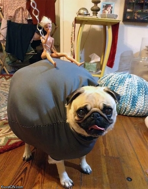 miley_cyrus_wrecking_ball_dog_halloween_costume.jpg